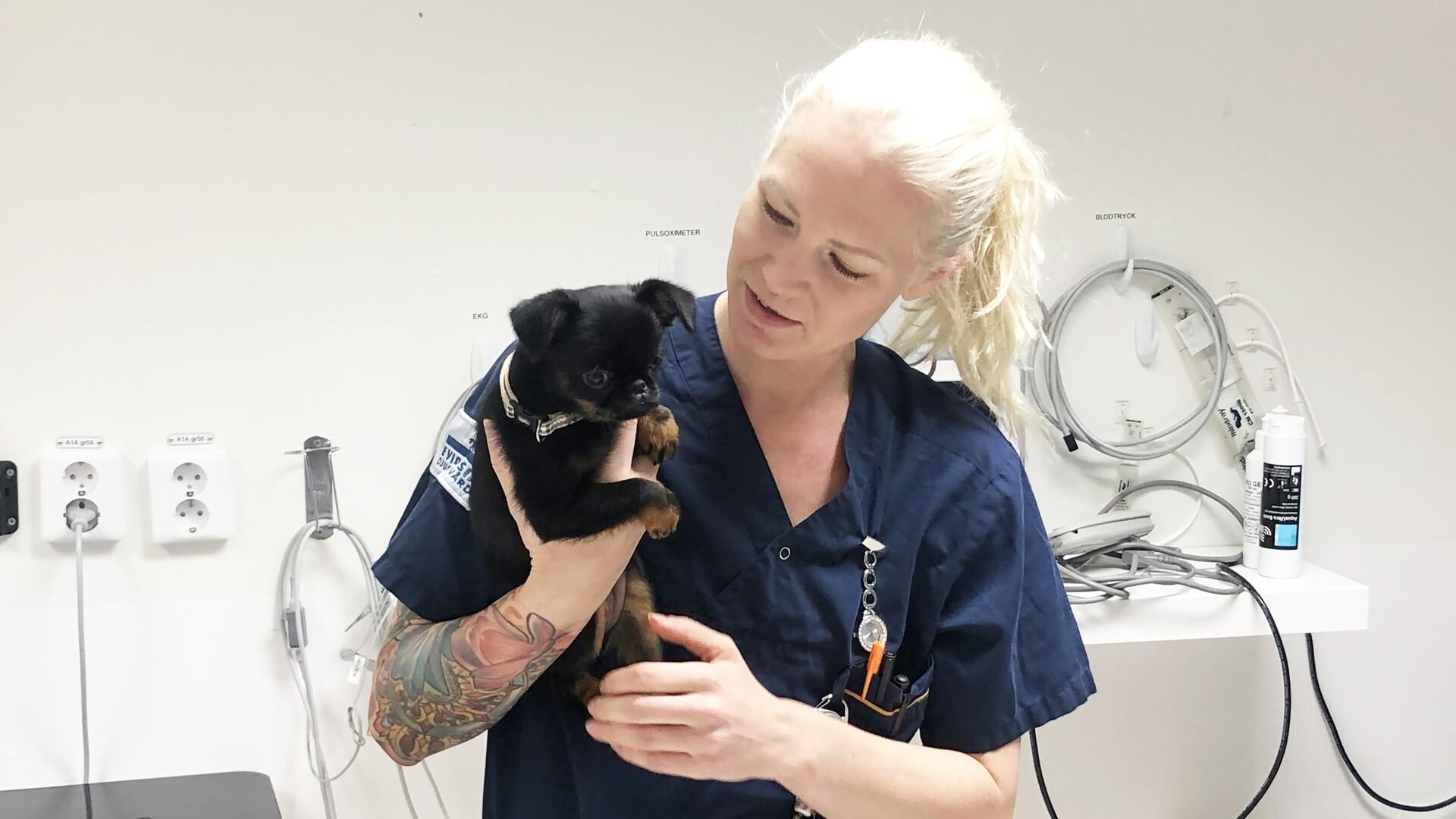 Djursjukskötaren Nina håller i en hund.