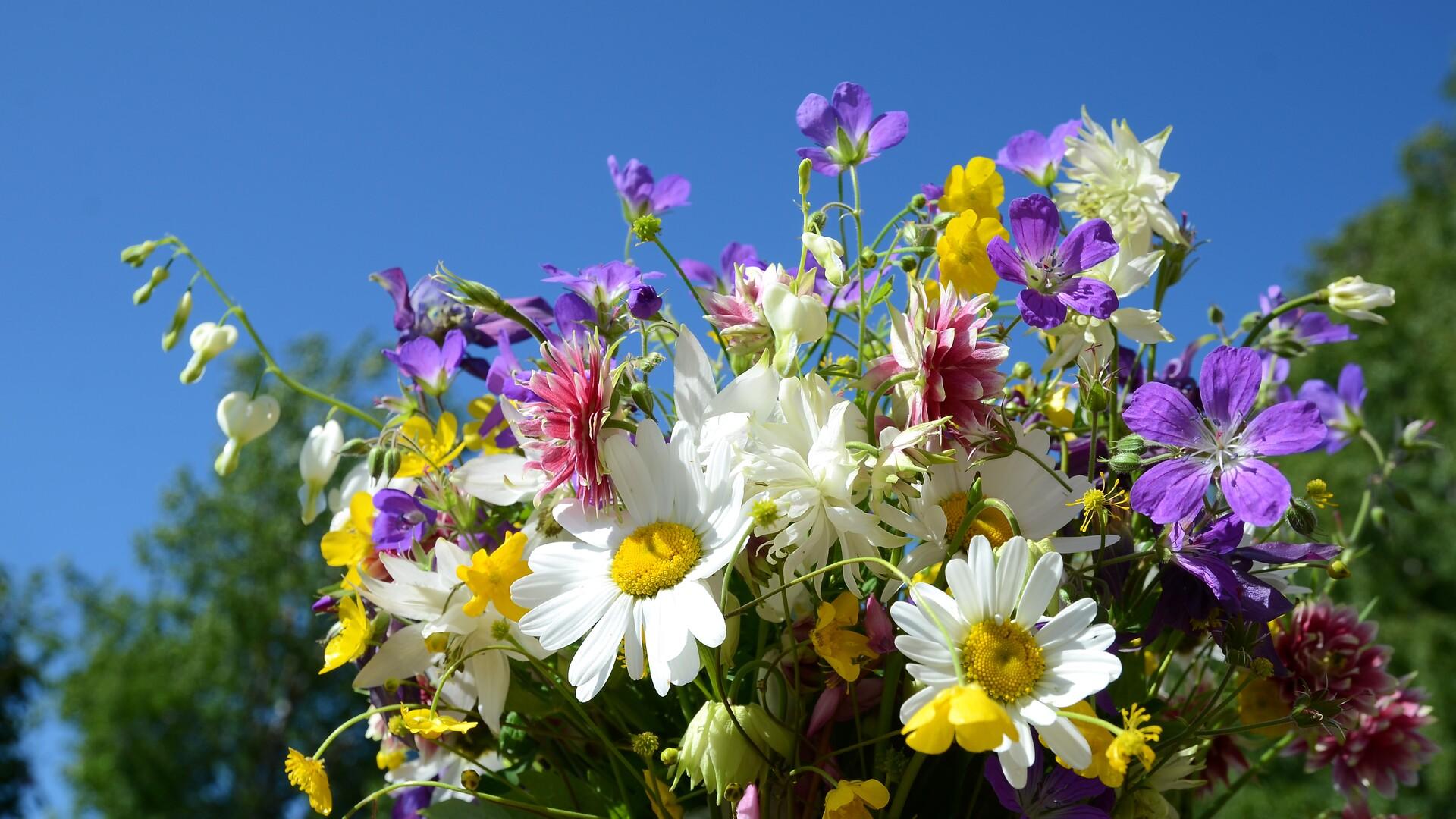 Bild på en sommarbukett av blommor