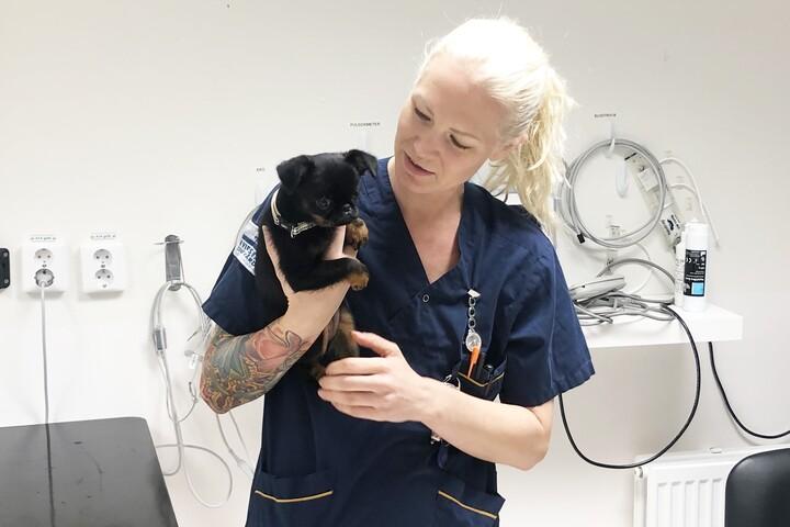 Djursjukskötaren Nina håller i en hund.